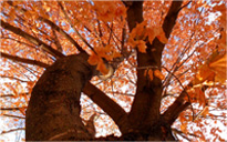 免费手机号轰炸机